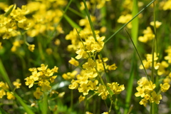 Draba sibirica