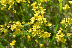 Draba sibirica
