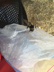 Bombus vancouverensis vancouverensis