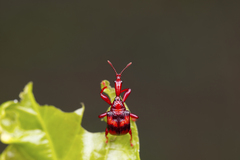 Strigapoderus