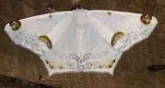 Sericoptera mahometaria