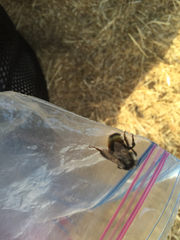 Bombus vancouverensis vancouverensis