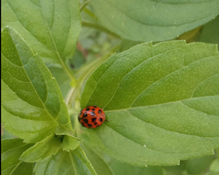 Harmonia axyridis