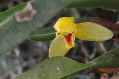 Maxillaria aureoglobula