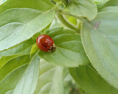 Harmonia axyridis