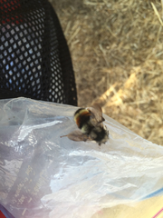 Bombus vancouverensis vancouverensis