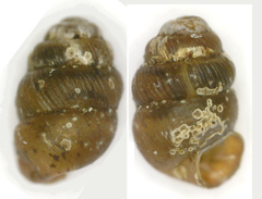Vertigo substriata