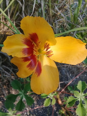 Cochlospermum wrightii