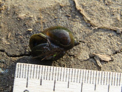 Amphipepleinae