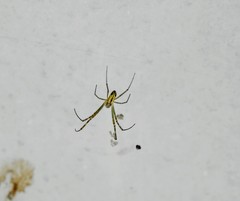 Trichonephila clavata