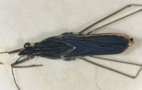 Gerris marginatus