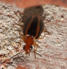 Lebia solea