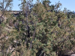 Tamarix usneoides