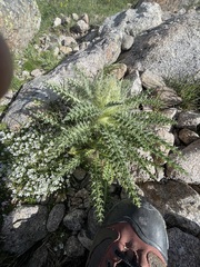 Cirsium scopulorum