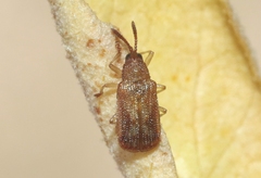 Baliosus californicus