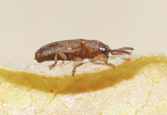 Baliosus californicus