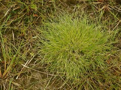 Isolepis setacea