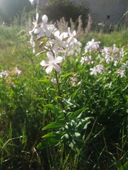 Saponaria officinalis