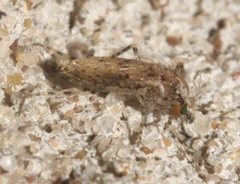 Chaoborus punctipennis