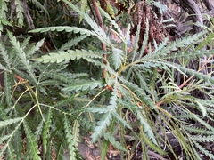Lyonothamnus floribundus