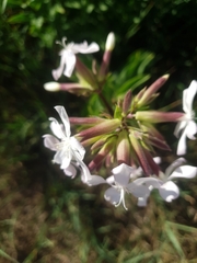 Saponaria officinalis