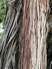 Lyonothamnus floribundus