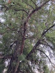 Lyonothamnus floribundus