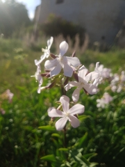 Saponaria officinalis