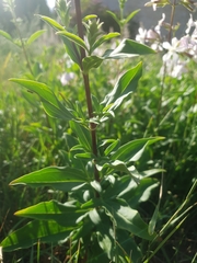 Saponaria officinalis