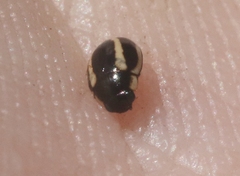 Hyperaspis annexa