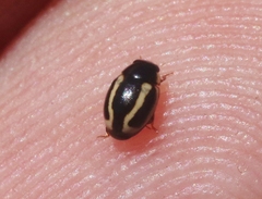Hyperaspis annexa