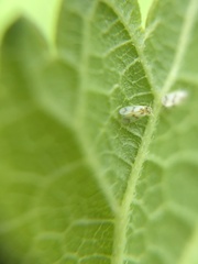 Trialeurodes abutiloneus