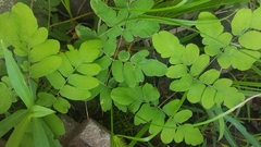 Osmunda spectabilis