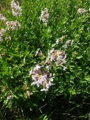 Saponaria officinalis