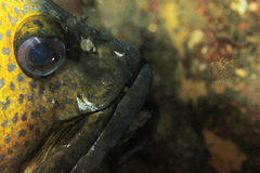 Acanthistius ocellatus