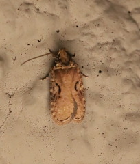 Agonopterix hyperella