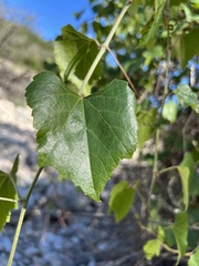 Vitis monticola