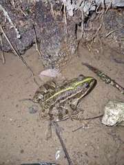 Pelophylax perezi
