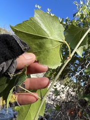 Vitis monticola