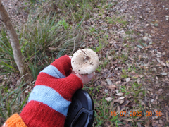 Leucoagaricus naucinus
