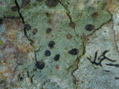 Bacidia arceutina