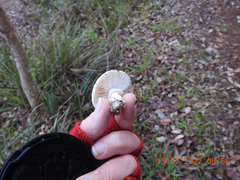 Leucoagaricus naucinus