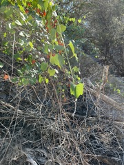 Vitis monticola