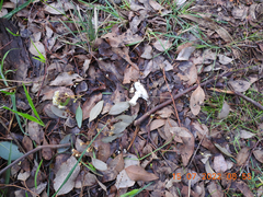 Leucoagaricus naucinus