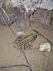 Pelophylax perezi