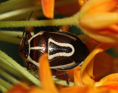 Perillus circumcinctus