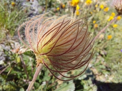 Geum montanum