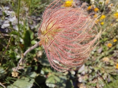 Geum montanum