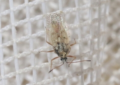 Gargaphia iridescens