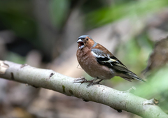 Fringilla coelebs
